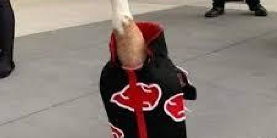 Imagem do grupo de WhatsApp ☁️ A p a t o s u k i ☁️