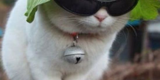 Imagem do grupo de WhatsApp Proparoxítona(shitpost)