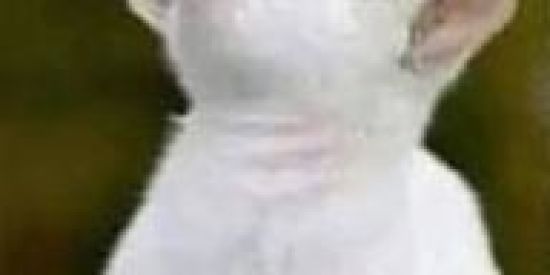 Imagem do grupo de WhatsApp Loucos👉👈rs