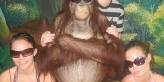 Imagem do grupo de WhatsApp Toca do Petit-Gateau