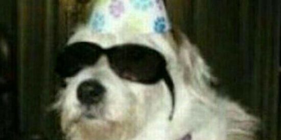 Imagem do grupo de WhatsApp Shitpost🤡