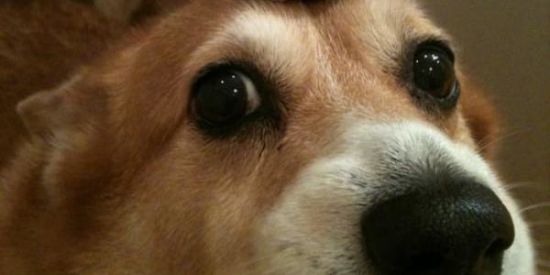 Imagem do grupo de WhatsApp Figurinhas 😜