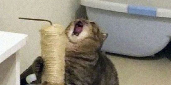 Imagem do grupo de WhatsApp F i g u r i n h a 🎃