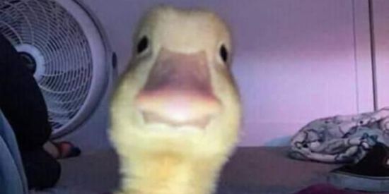 Imagem do grupo de WhatsApp GALERINHA DO SHITPOST 🤡🤡