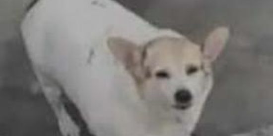 Imagem do grupo de WhatsApp Shit post