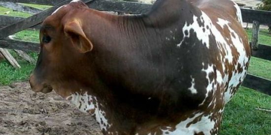 Imagem do grupo de WhatsApp Cabaré Das Primas 🦖🚫🌚