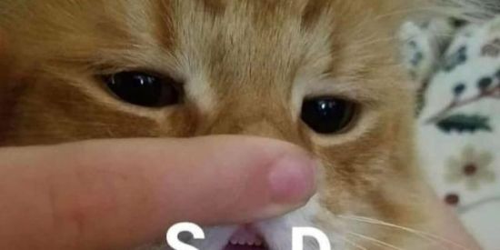 Imagem do grupo de WhatsApp 𝑻𝑹𝑨𝑺𝑯𝑿𝑹𝑺 🌒