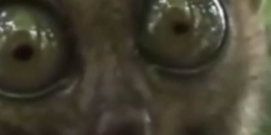 Imagem do grupo de WhatsApp Só zoeira