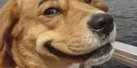 Imagem do grupo de WhatsApp 💥SÓ VÍDEOS ENGRAÇADOS😂