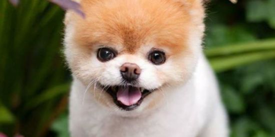 Imagem do grupo de WhatsApp Tudo pra seu bichinho 🐶😍 BH