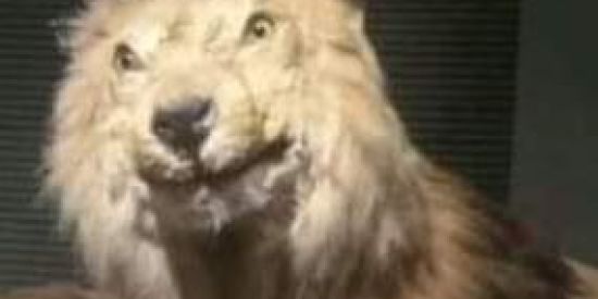 Imagem do grupo de WhatsApp YAMATE KUDASAI!!!😈