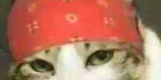 Imagem do grupo de WhatsApp 🤡SHIT POSTERS🤡