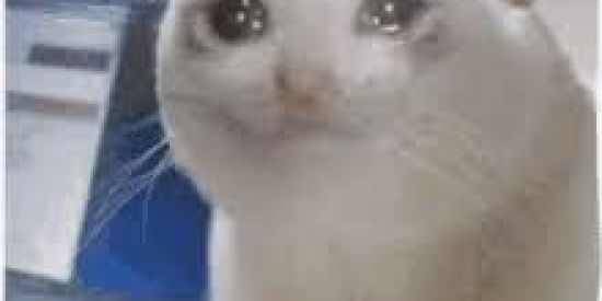 Imagem do grupo de WhatsApp 🌹AMIZADES🌹