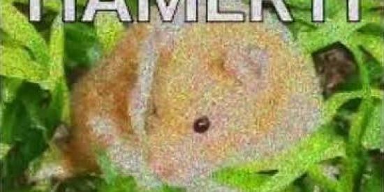 Imagem do grupo de WhatsApp Grupo 🤏😎