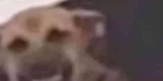 Imagem do grupo de WhatsApp Zueira memes