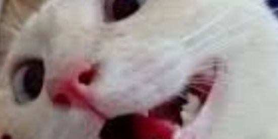 Imagem do grupo de WhatsApp Aleatóríces