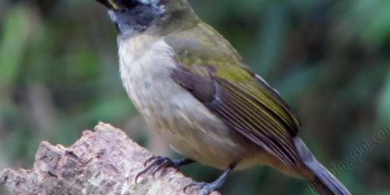 Imagem do grupo de WhatsApp Pássaros do brasil