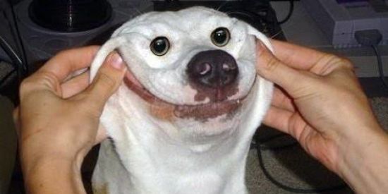 Imagem do grupo de WhatsApp Figurinhas 🤔