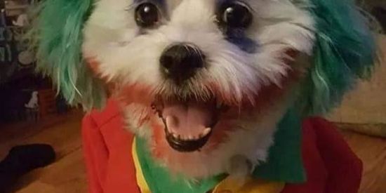 Imagem do grupo de WhatsApp ⚖️💊Figurinhas_shit🤡⚖️