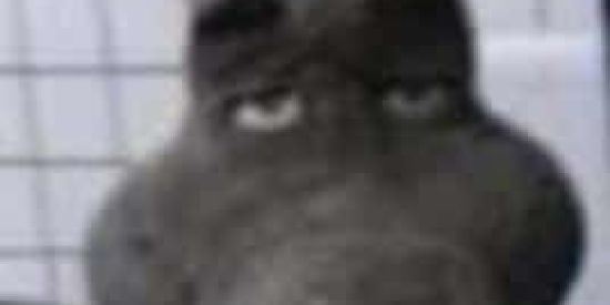 Imagem do grupo de WhatsApp ☬🅐🅥🅐🅓🅐 🅞🅚🅤☬