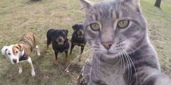 Imagem do grupo de WhatsApp Memes em imagens