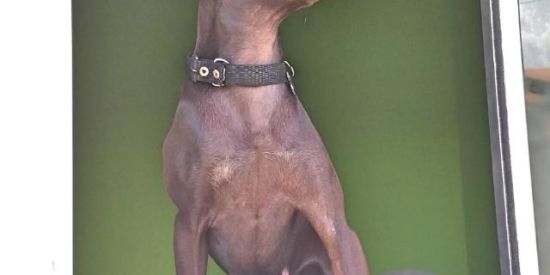 Imagem do grupo de WhatsApp AMANTES DA RAÇA PINSCHER