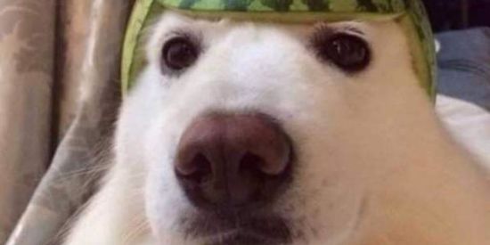 Imagem do grupo de WhatsApp BAR DO SHITPOST