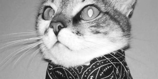 Imagem do grupo de WhatsApp Nova OLX (NOLX)