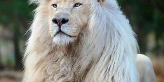 Imagem do grupo de WhatsApp 🦁| ɢʀυᴘo ᴅᴇ ᴇɴᴛʀᴀᴅᴀ | 🦁 ᴋʟs