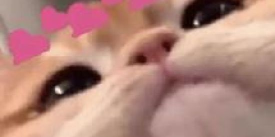 Imagem do grupo de WhatsApp Figurecas