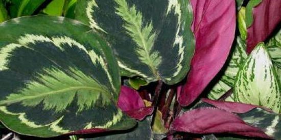 Imagem do grupo de WhatsApp INVASÃOMUDAS