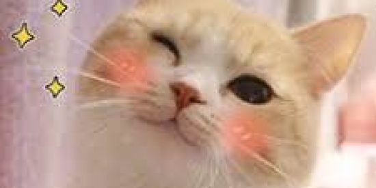 Imagem do grupo de WhatsApp ⚖️Figurinhas_shit⚖️