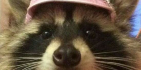 Imagem do grupo de WhatsApp PYLOCA✨😍