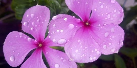 Imagem do grupo de WhatsApp Plantas & árvores brrs.🌱🌳