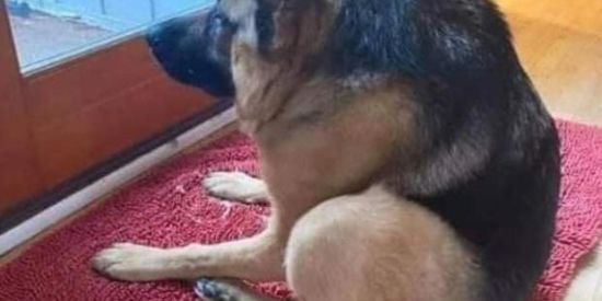 Imagem do grupo de WhatsApp Revolução Bluezão