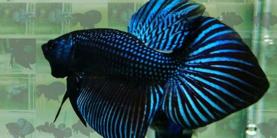 Imagem do grupo de WhatsApp Triagem Leilão Hoje 📣