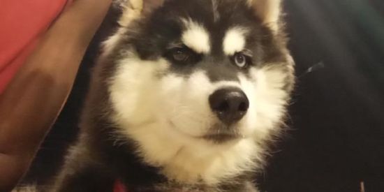 Imagem do grupo de WhatsApp Husky João pessoa