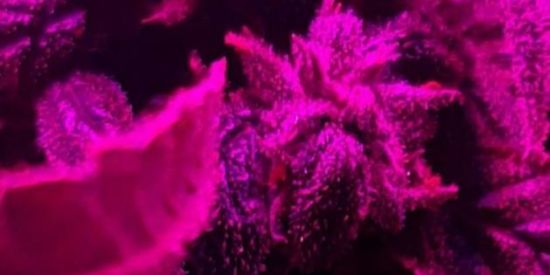 Imagem do grupo de WhatsApp R E C R U T A M E N TO