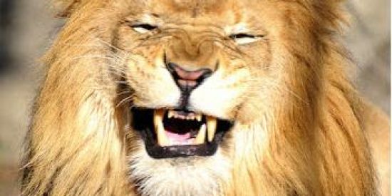 Imagem do grupo de WhatsApp 🦁PENSE➡FAÇA➡MUDE🦁