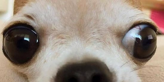 Imagem do grupo de WhatsApp Grupo da zoeira