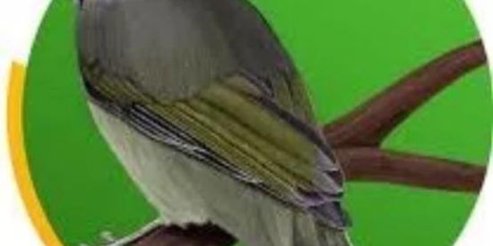 Imagem do grupo de WhatsApp SóPassarada