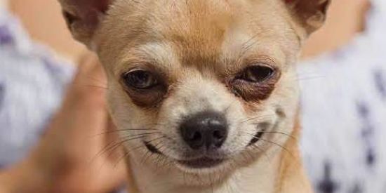 Imagem do grupo de WhatsApp TU É NÉ? ( ͡° ͜ʖ ͡°)