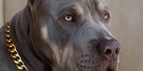 Imagem do grupo de WhatsApp Família dogmal🐶🔥👌