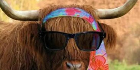 Imagem do grupo de WhatsApp O CABARÉ DOS CORNOS 🐂🔥