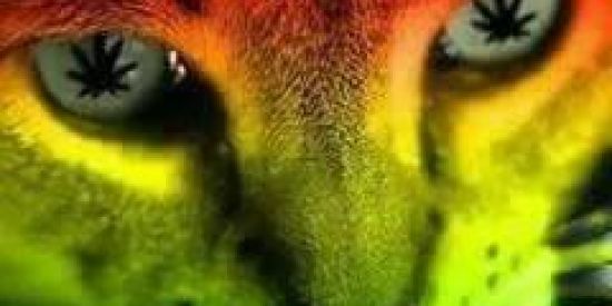 Imagem do grupo de WhatsApp Humor Brasil