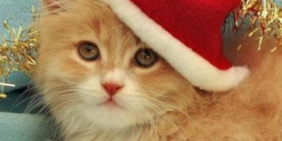 Imagem do grupo de WhatsApp 🤡Figuras_shit