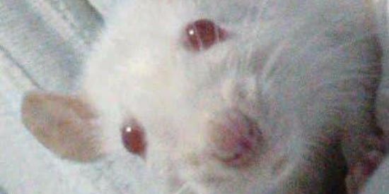 Imagem do grupo de WhatsApp 🐓Los Pollos Hermanos 🐓