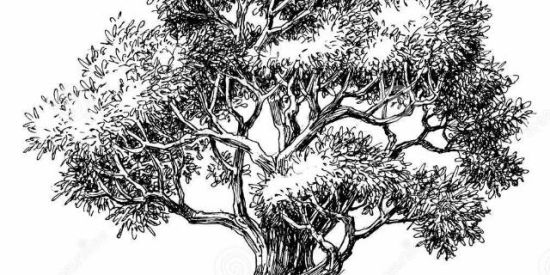 Imagem do grupo de WhatsApp Desafios de desenho