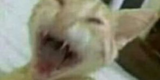 Imagem do grupo de WhatsApp Sla 🤡