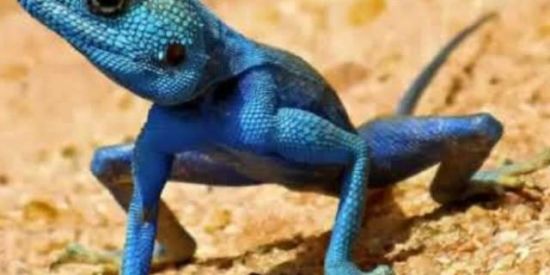 Imagem do grupo de WhatsApp Calangos e calangas vadio